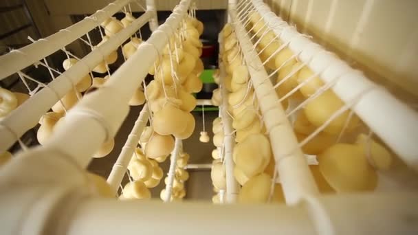 イタリアチーズ乳製品 Scamorza Caciocavallo モッツァレラチーズと他のイタリアチーズ 準備モッツァレラ — ストック動画