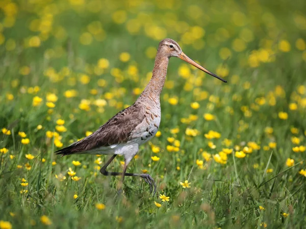 Black Tailed Godwit Mixed Colony Waders Meadow — Stock Photo, Image