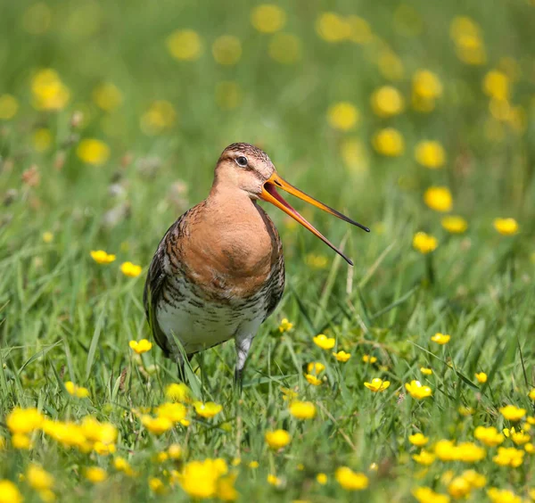 Uferschnepfe Einer Gemischten Watkolonie Auf Einer Wiese — Stockfoto