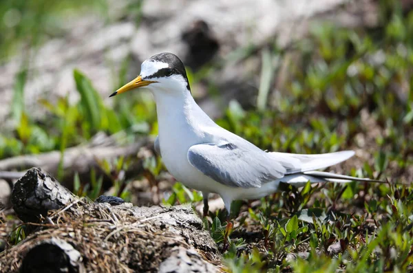 Kleine Seeschwalbe Als Brutkolonie Ufer Des Pripjat — Stockfoto