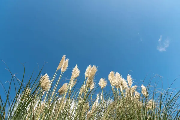 Pozioma Fotografia Liści Trawy Pampas Tle Błękitnego Nieba Przestrzenią Kopiowania — Zdjęcie stockowe