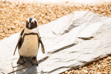 Siyah Ayaklı Penguen veya Ahmak Penguen, Spheniscus demersus Gri Kayalık Kayası üzerinde poz veriyor