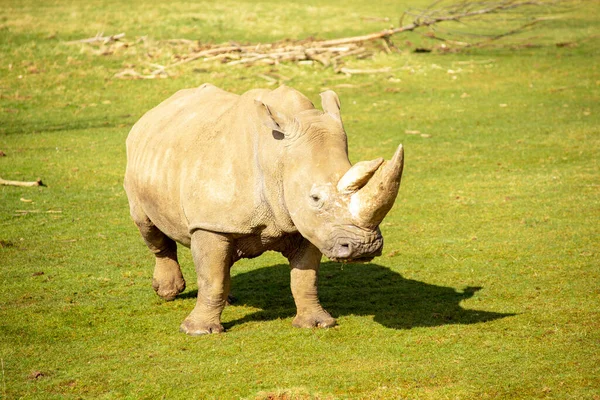 Fehér Orrszarvú Rhino Ceratotherium Sthe Legeltetés Füvön Egy Napsütéses Napon — Stock Fotó