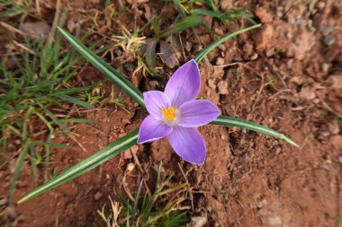 Isolated blooming saffron, purple flower, brown soil, green grass