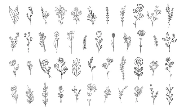 Коллекция Цветов Ботанических Лиственных Контуров — стоковый вектор