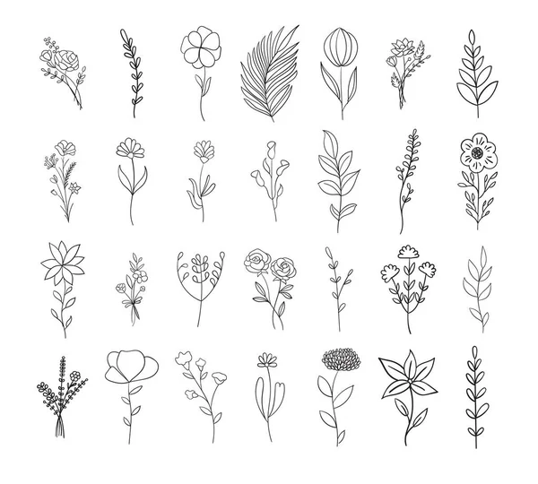 Λουλούδια Βοτανική Συλλογή Και Φύλλα Περίγραμμα Διάνυσμα — Διανυσματικό Αρχείο