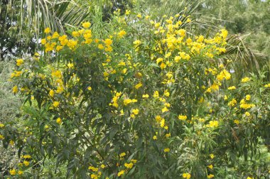 Renkli çiçekler. Seçici odaklanma. Çok renkli papatya desenli çiçek arkaplanı.