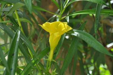 Renkli çiçekler. Seçici odaklanma. Çok renkli papatya desenli çiçek arkaplanı.