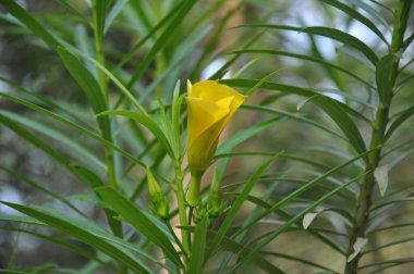 Renkli çiçekler. Seçici odaklanma. Çok renkli papatya desenli çiçek arkaplanı.