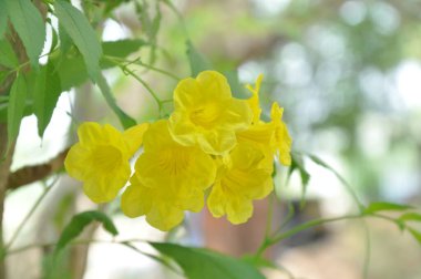 Renkli çiçekler. Seçici odaklanma. Çok renkli papatya desenli çiçek arkaplanı.