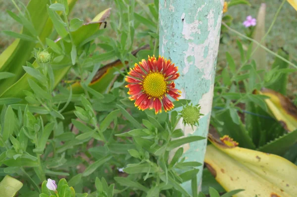 色とりどりの花 選択的集中 多色のデイジーの花のパターンの背景 — ストック写真