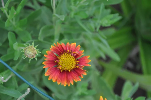 色とりどりの花 選択的集中 多色のデイジーの花のパターンの背景 — ストック写真