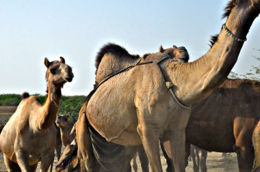 Kutch-Bhuj 'un beyaz tatlısında deve, peyzaj fotoğrafçılığı ve deve üzerinde el işi..