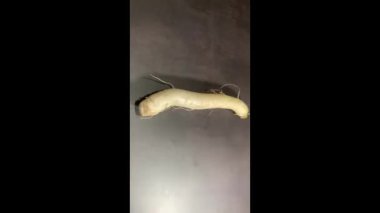 Süpermarkette Taze Beyaz Turp veya Daikon Turpu.