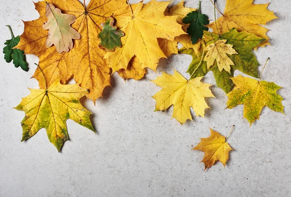 Žluté Podzimní Javorové Listy Světle Šedém Kamenném Pozadí Podzimní Pozadí — Stock fotografie