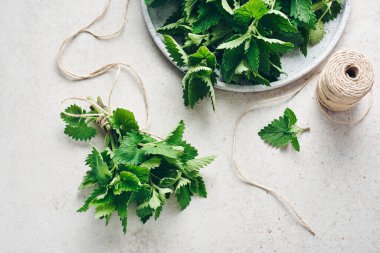 Melissa bitki, taze kokulu limon merhemi, kurumaya hazır..