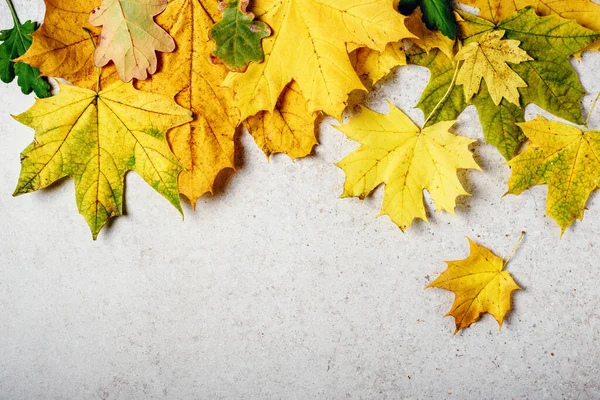 Žluté Podzimní Javorové Listy Světle Šedém Kamenném Pozadí Koncept Podzimního — Stock fotografie