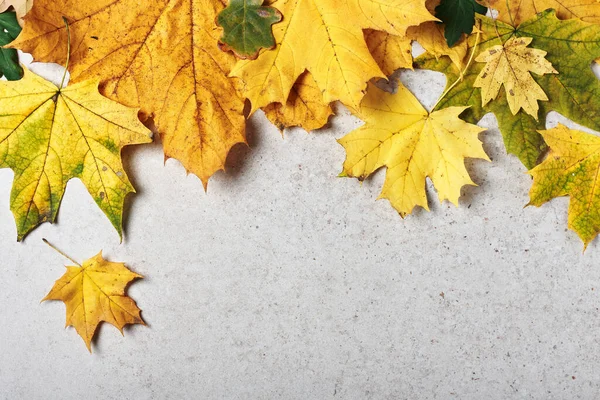 Žluté Podzimní Javorové Listy Světle Šedém Kamenném Pozadí Podzimní Pozadí — Stock fotografie