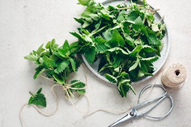 Melissa bitki, taze kokulu limon merhemi, kurumaya hazır..