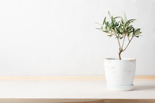 Tahta bir masada zeytin ağacı tenceresi.