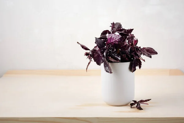 Bunch of purple basil on a light background.