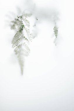 Blurred fern leaf in fog, out of focus. Natural abstract minimal background.