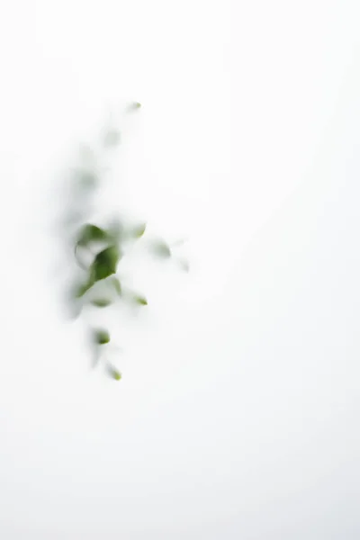 Blurred Eucalyptus Leaves Fog Out Focus Natural Abstract Minimal Background — Foto de Stock