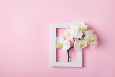 Phalaenopsis beyaz orkide çiçeği renkli arkaplanda bir çerçeve içinde.