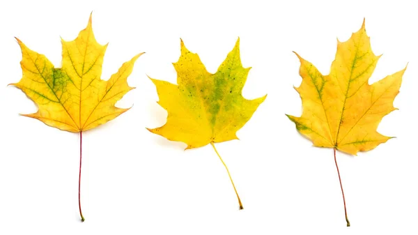 Podzim Javorové Listy Izolované Bílém Pozadí Sbírka Horní Pohled — Stock fotografie