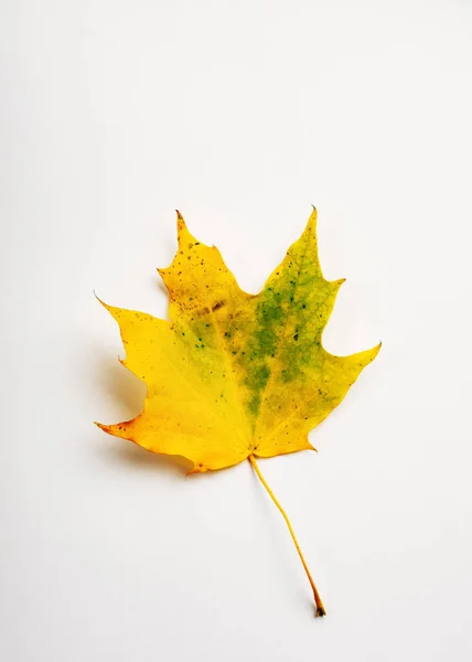 Podzim Javorový List Bílém Pozadí Podzimní Koncept — Stock fotografie