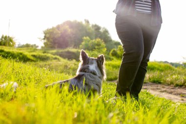 Galli Corgi Cardigan yeşil çimlerin üzerinde