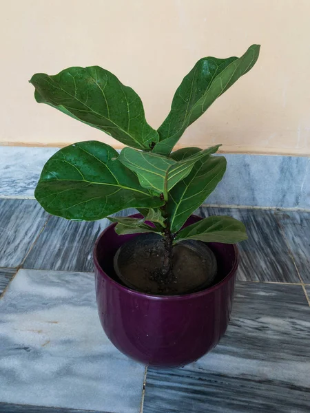Ficus lyrata Fiddle Leaf Fig Tree planted in a decortaive pot
