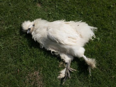 Yarası olmayan bir çimlerin üzerinde yatan ölü tavuk.