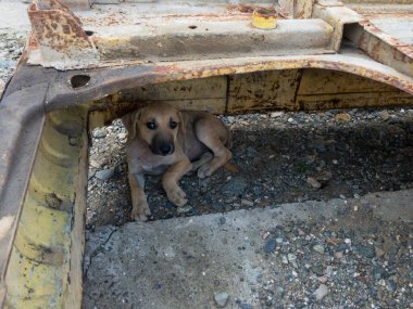 Başıboş köpek yavrusu eski aracın içinde saklanıyor.