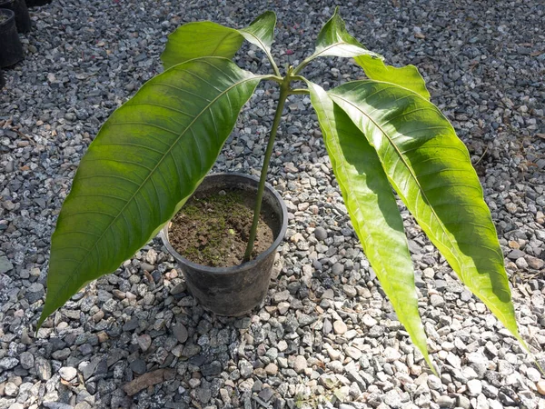 Mango newly germinated plant