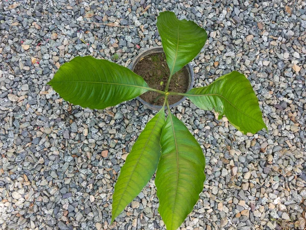 Manga Planta Germina Partir Semente Vista Superior — Fotografia de Stock