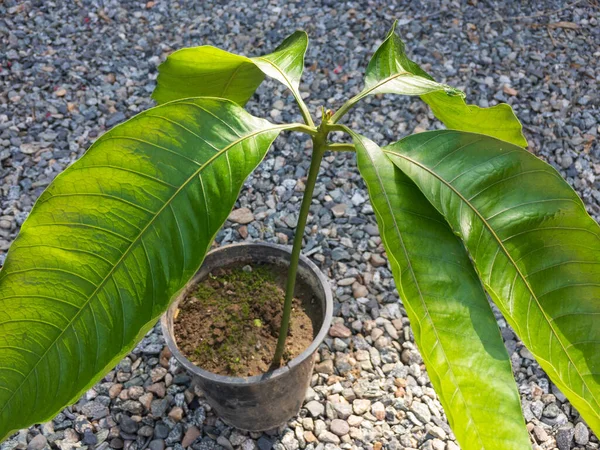 Манго Растение Прорастает Семян — стоковое фото
