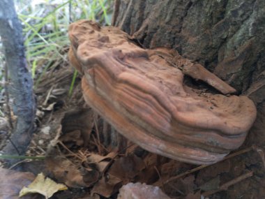 Ağaç gövdesinin etrafında büyüyen mantar.