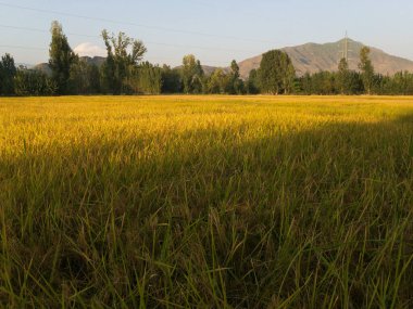 Kırsalda sarı pirinç tarlaları