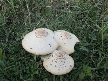 Tarlalarda yetişen bir mantarın yakınlaşması