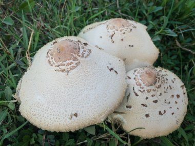 Yaban mantarı bitkilerine yakın çekim