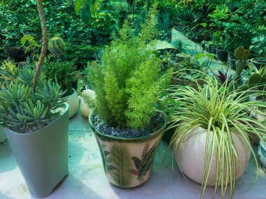 Bitki mağazasında satılığa çıkarılmış dekoratif kaplarda bitkiler.