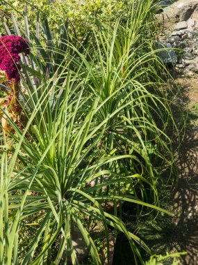 At kuyruklu palmiye bitkilerinin yakın çekim görüntüsü