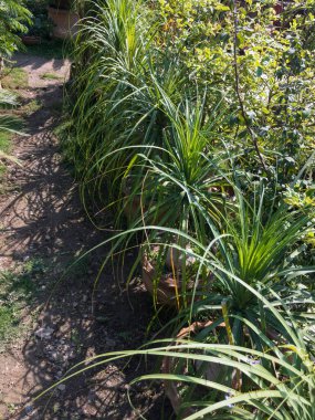 Bir sürü at kuyruklu palmiye bitkisi satılık.