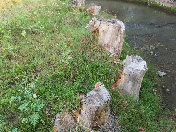 Träd Stubbar Flodstrand — Stockfoto