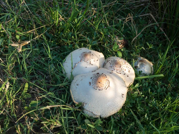 Cogumelos Selvagens Crescendo Gramado — Fotografia de Stock