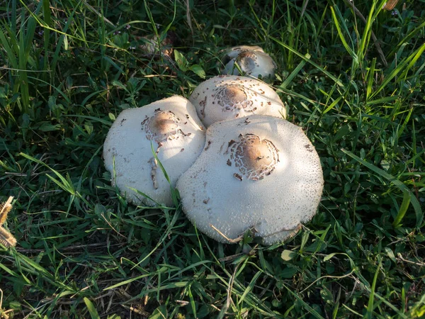 Funghi Selvatici Piante Vista Vicino — Foto Stock