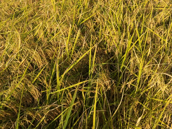 Pirinç Tarlalarda Olgunlaşıyor — Stok fotoğraf