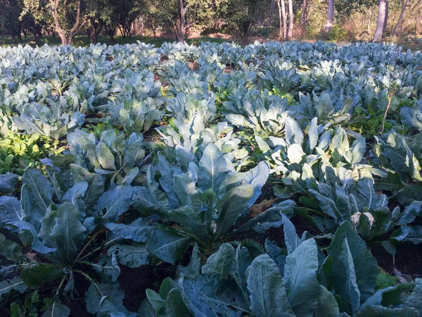 畑で育つカリフラワーの植物は — ストック写真