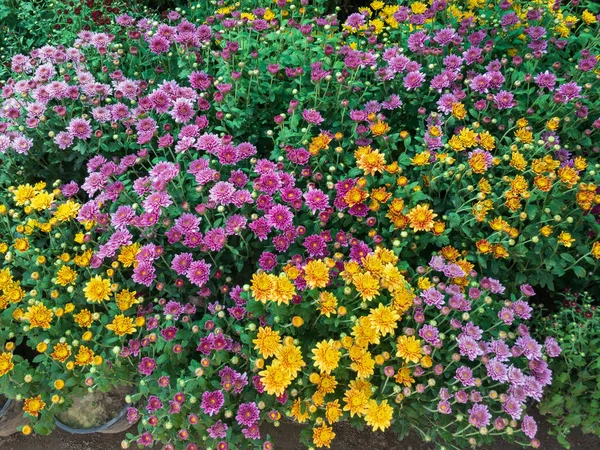 Cores Diferentes Flores Crisântemo — Fotografia de Stock